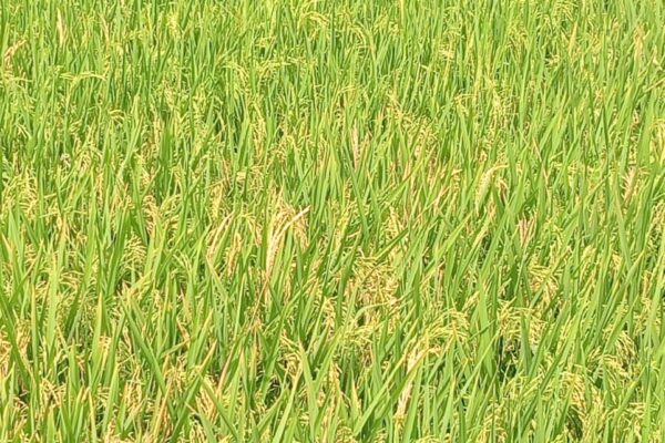 लेखापाल से रिटायरमेंट होकर धनराज साहू ने बंजर भूमि भी हरियाली में बदला,,, उन्नत किसान की ओर आगे बढ़ रहे हैं।